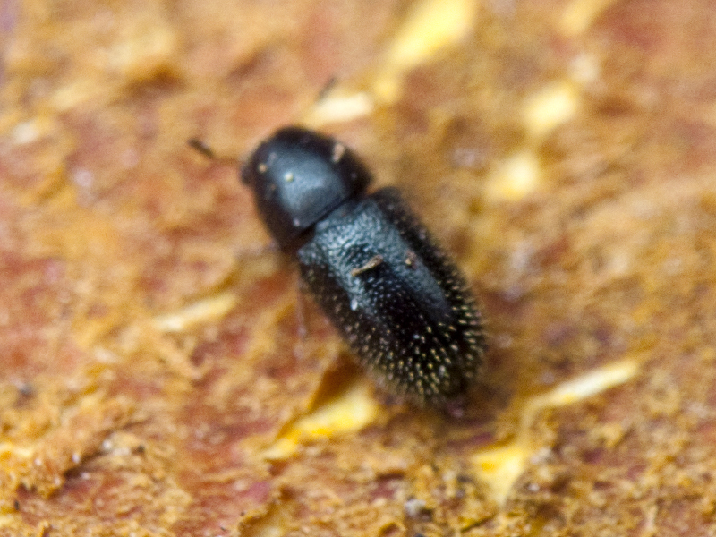 Sulcacis nitidus (Fabricius, 1792)